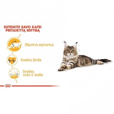 ROYAL CANIN MAINE COON ADULT 2